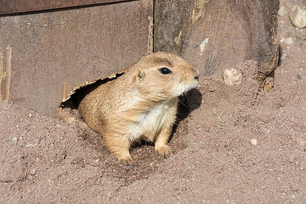 Prairie dog Cynomys ludovicianus looks out of his own burrow — Stock Photo, Image