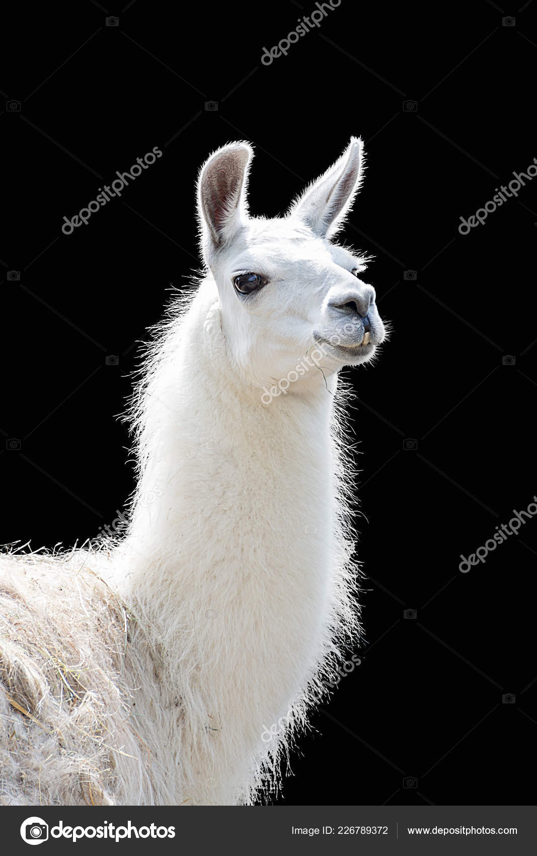 Лама вьючное животное. Лама фото. Лама и альпака. Llama la. Лама лама лама лама.