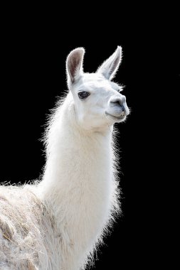 Portrait of a white llama Lama glama clipart