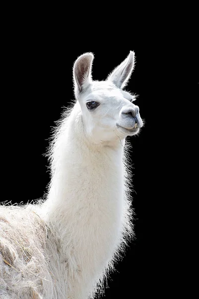 Retrato de um lhama branco Lama glama — Fotografia de Stock