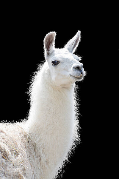 Portrait of a white llama Lama glama
