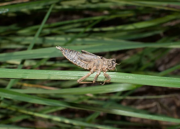 Yusufçuk perisi pupa kabuk bir çimenlerin üzerinde