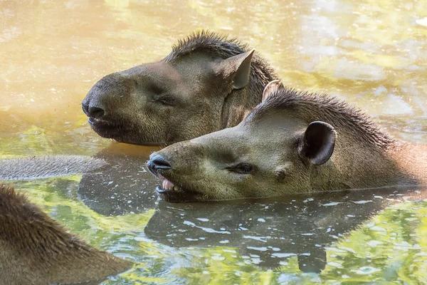 Güney Amerika tapir su Brezilya tapiri Tapirus terrestris birkaç