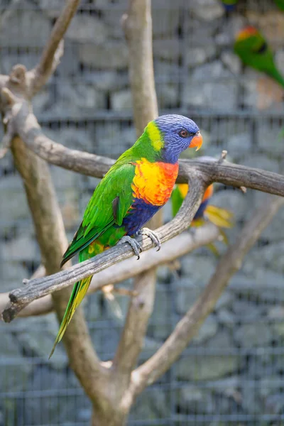 Helle bunte Papagei Kokosnuss Lorikeet — Stockfoto