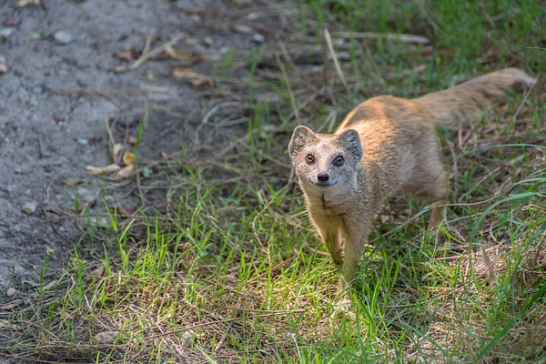 Cynictis penicillata ou vermelho meerkat no prado — Fotografia de Stock