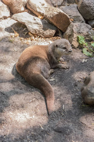Otter sdraiato sulle rocce — Foto Stock
