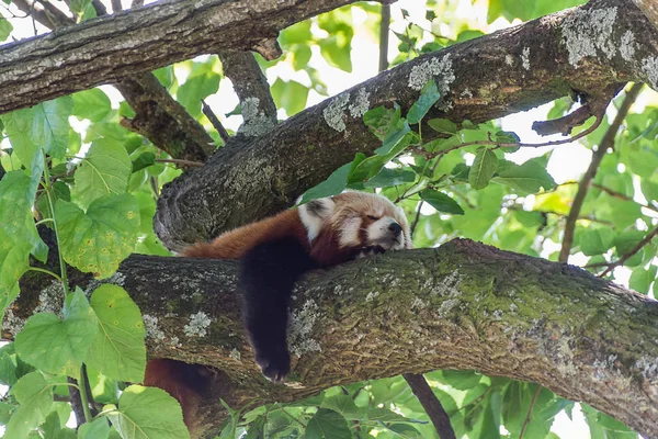 Красная панда Ailurus fully Sleeping on the branch — стоковое фото