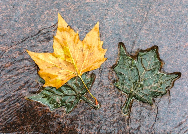 Londra, İngiltere - 25 Kasım 2018: Green Park'taki Kanada Anıtı'nda üç bronz ve doğal akçaağaç yaprağı Telifsiz Stok Fotoğraflar