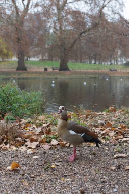 Güz Park Su birikintisi yakın ördek. Dumanlı sonbahar sabahı