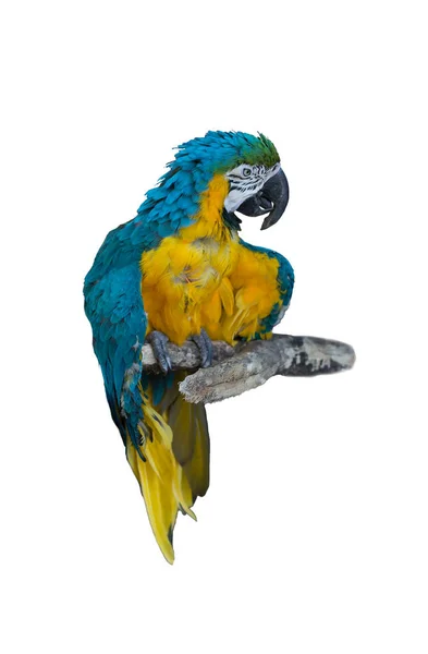 Pájaro loro guacamayo aislado — Foto de Stock