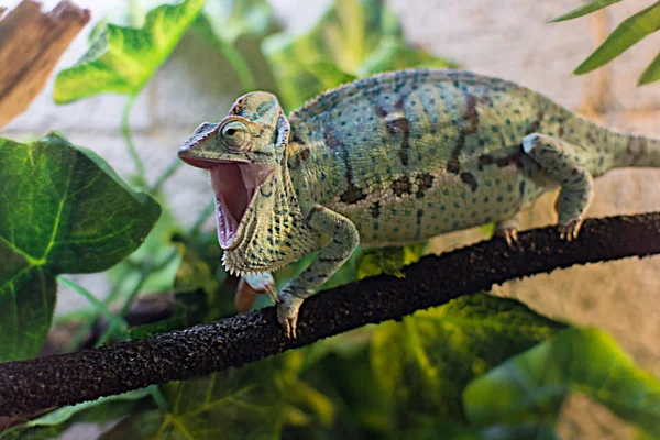 Chameleon on a branch in the terrarium — Stock Photo, Image