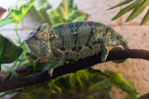 Chameleon on a branch in the terrarium — Stock Photo, Image