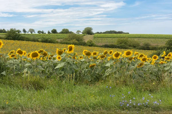 Ön planda mavi çiçekli ayçiçeği tarlası
