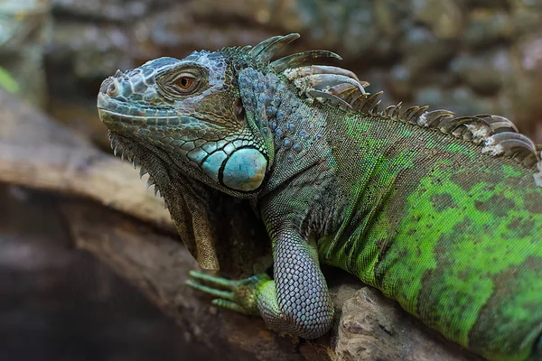 Green Iguana Common or American iguana — Stock Photo, Image