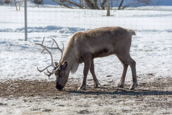 Padok otlatma Ren geyiği