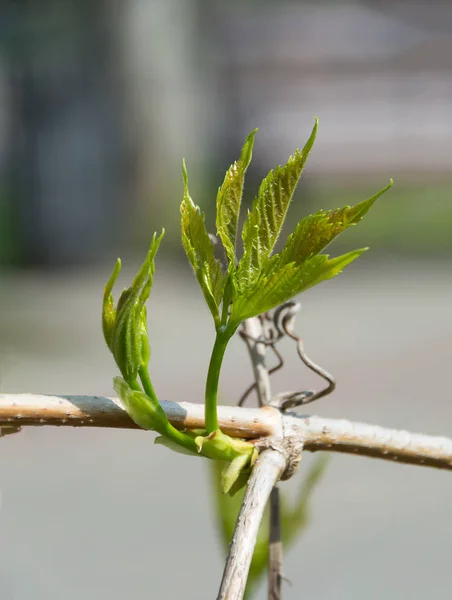 İlkbaharda bir tırmanış asma üzerinde Yaprak — Stok fotoğraf