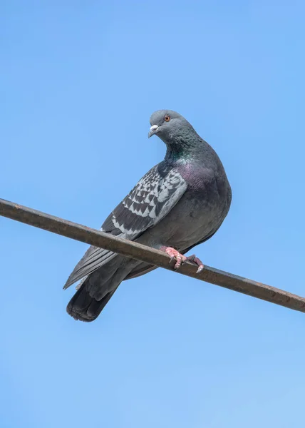 Pigeon sit against the blue sky — Stock Photo, Image