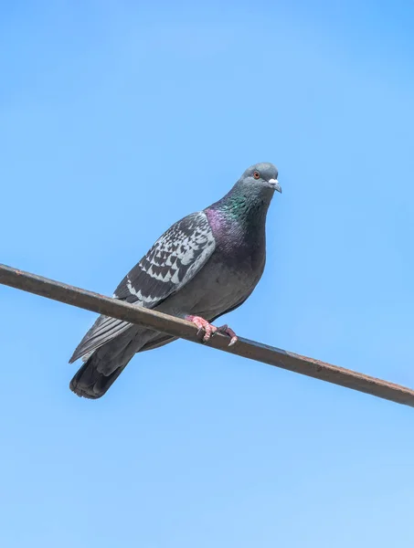 Duva sitta mot den blå himlen — Stockfoto