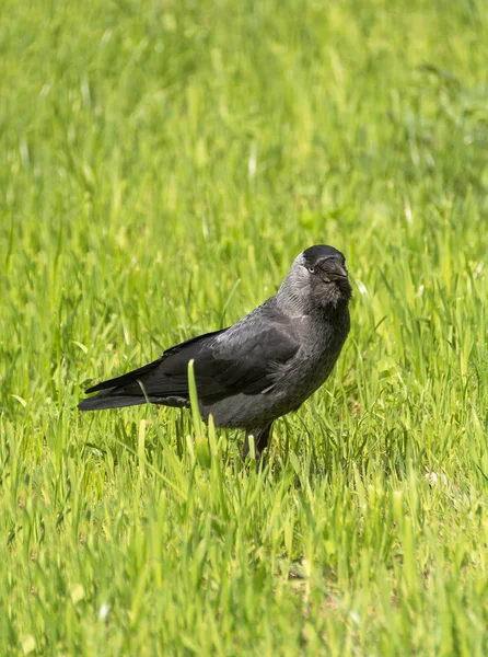 Coloeus monedula or Corvus monedula walking in a grass field looking at you — Stock Photo, Image
