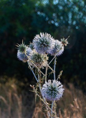 Echinops ritro çiçek açtı.