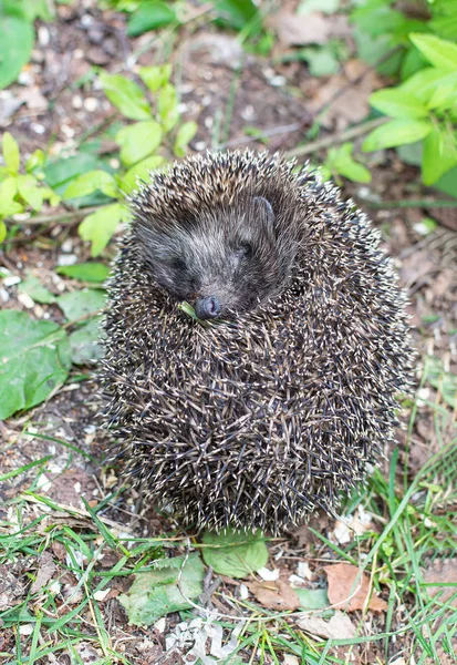 Hedgehog enrollado en la hierba verde — Foto de Stock