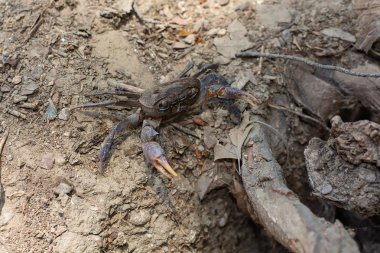Nehir yengeç Potamonautes kuru arazi üzerinde Sp.