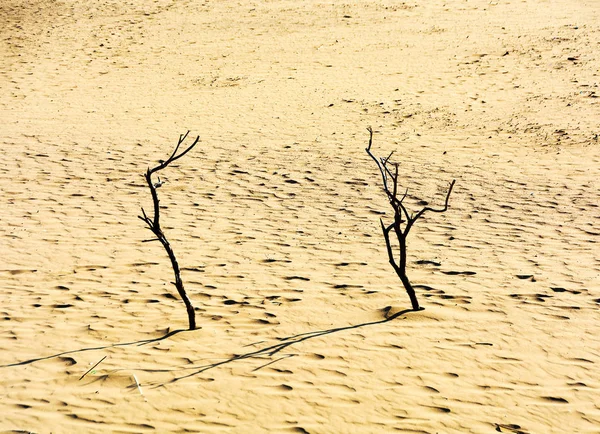 Gün batımında kuma ölü ağaçlar