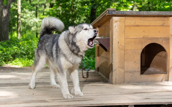 Flauschiger Hund alaskan malamute bellt und bewacht seine Hundehütte — Stockfoto