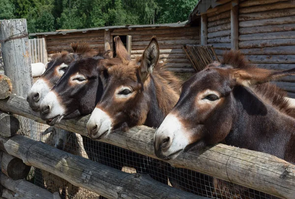 Vier Esel hinter einem Holzzaun. Maulkorb von Eseln aus nächster Nähe. — Stockfoto