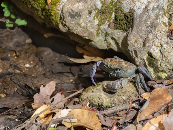 River Crab Potamonautes sp. on the bank of the stream under the stone