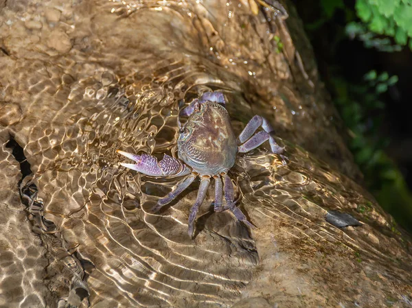 River Crab Potamonautes sp. in shallow water at the waterfall