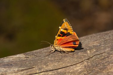 Bir kelebek Callimorpha Euplagia quadripunctaria yakın çekim. Jersey kaplanı. Yan görünüm