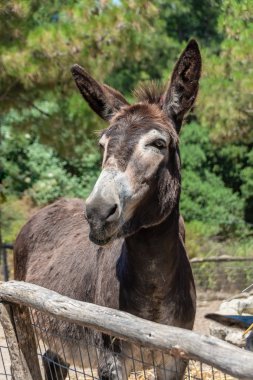 Eşek. Ahırdaki güzel eşek.