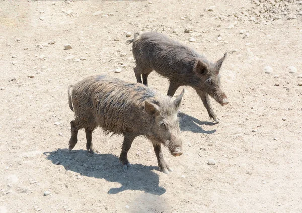 Bir çift Yaban Domuzu Sus Scrofa