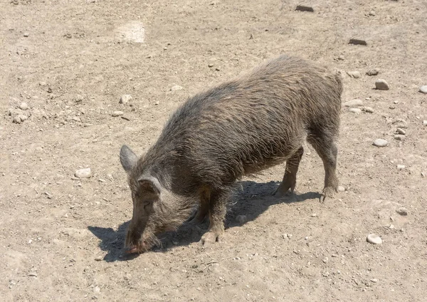 Yaban domuzu sus scrofa — Stok fotoğraf