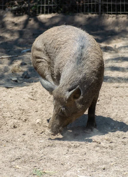 Eurasische Wildschweine Wildschwein sus Scrofa — Stockfoto