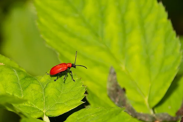 Coléoptère rouge sur feuille verte — Photo