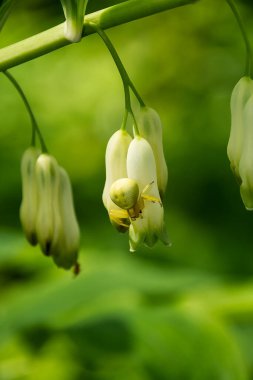 Yeşil Örümcek Araniella cucurbitina Polygonatum odoratum çiçeğinin üzerinde