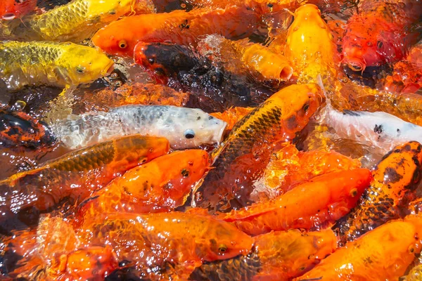 Sudaki Japon sazan balığı yığını.