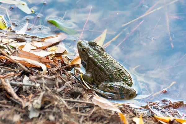 Kikker aan de oever van de vijver — Stockfoto