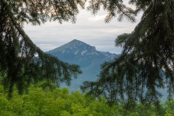 Köknar ağaçlarının dalları arasından görünen bir dağın silueti.