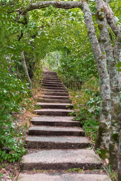 Merdivenli yeşil ağaç tüneli