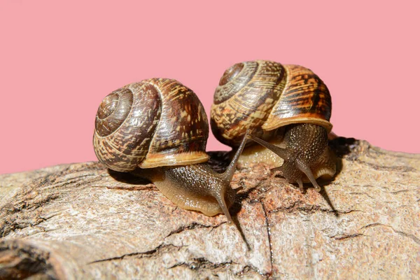 Communication of two snails