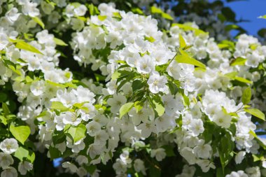 Güzel beyaz çiçek çiçek açan elma ağacı. Yakın çekim.