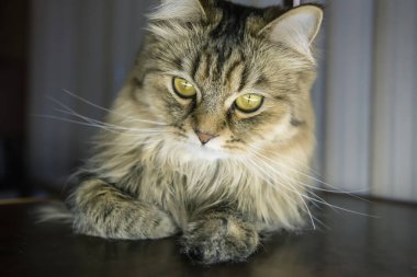 Sarı-yeşil gözlü sevimli kedicik yerde yatıyor. Portre.