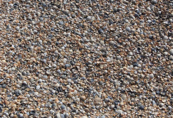 Черепашки Піщаному Пляжі Моря Крупним Планом Фон — стокове фото