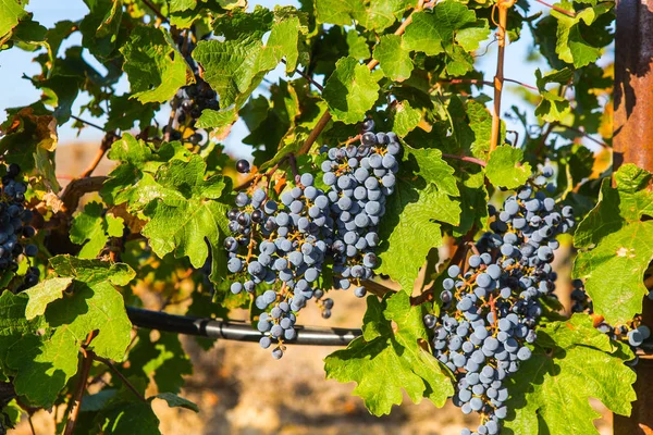 Grappoli Maturi Uva Sulla Vite — Foto Stock