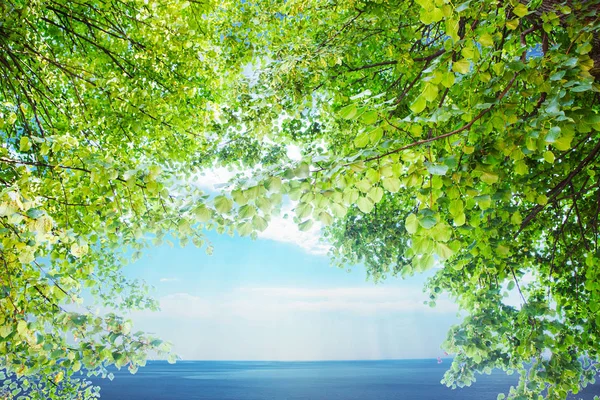 Ramos Uma Árvore Iluminada Pelo Sol Contra Mar — Fotografia de Stock