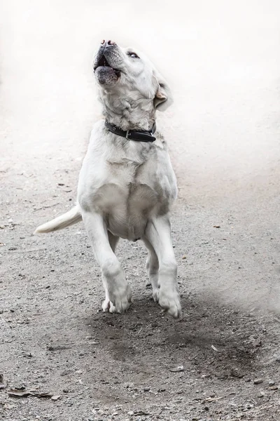 Dog Labrador White Jump Close — Stock Photo, Image
