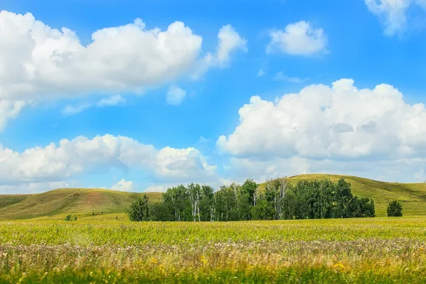 Beau Paysage Été Avec Bois Champ Ciel — Photo